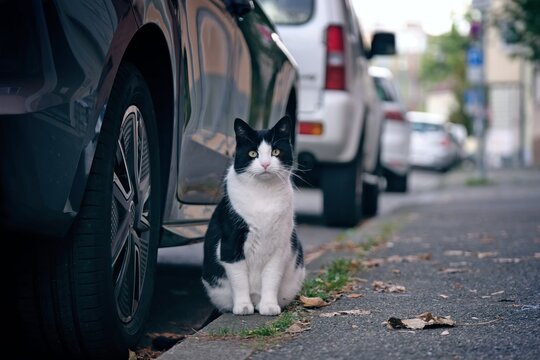Cute Tuxedo cat sitting on the stepway and looking at camera. Horizontal image. 