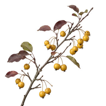Branch of a crabapple tree with small yellow fruits and autumn leaves on a white background