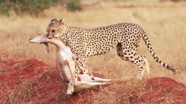 A female cheetah carries an impala carcass for her cubs in Tsavo East National Park, Kenya. A wildlife scene documenting maternal hunting and food provisioning in the African savanna.