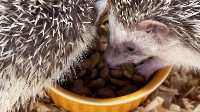 Tiny hedgehogs gather around a food bowl. Soft bedding covers their small, spiny bodies. They cluster close, exploring and feeding. Curious eyes peek from their spiky shells.