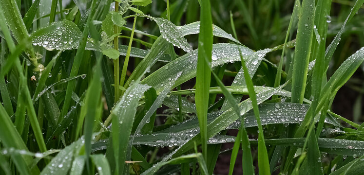 green grass with water drops