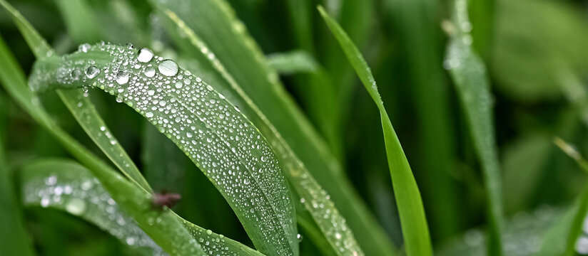grass with dew drops