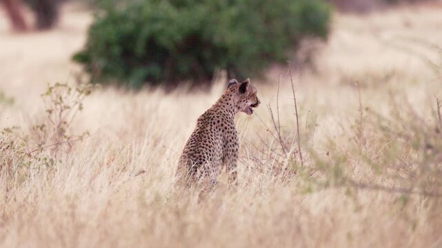 A female cheetah calls her cubs in the African savanna of Tsavo East National Park, Kenya. Natural communication behavior between a mother cheetah and her young.