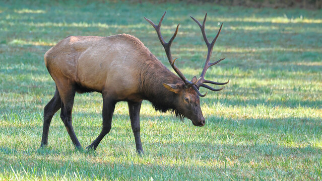 Elk bull wanders through lush green field. Tall antlers gleam in golden afternoon light. Soft grass sways beneath his sturdy hooves. Natural calmness wraps the powerful creature