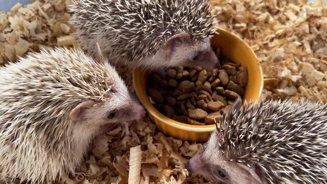 Tiny hedgehogs gather around a food bowl. Soft bedding covers their small, spiny bodies. They cluster close, exploring and feeding. Curious eyes peek from their spiky shells.