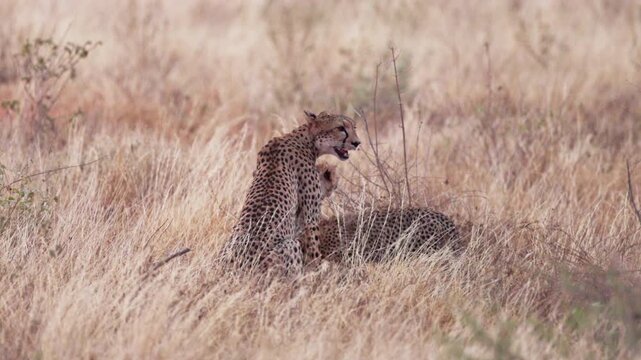 A female cheetah rests beside her cubs and feeds them in Tsavo East National Park, Kenya. A tender wildlife scene showing maternal care in the African savanna.