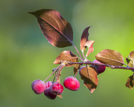 Ripe Red Crab Apples with Copper Leaves Against a Soft Green Background