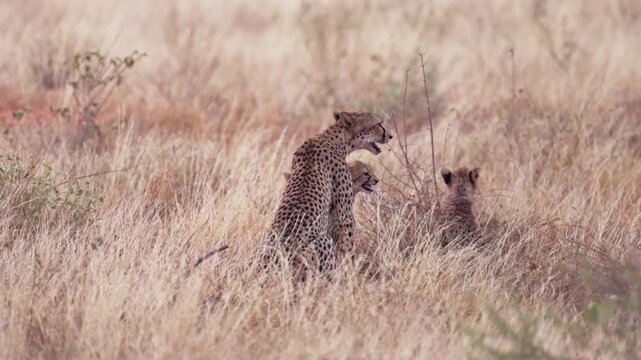 A female cheetah rests beside her cubs and feeds them in Tsavo East National Park, Kenya. A tender wildlife scene showing maternal care in the African savanna.