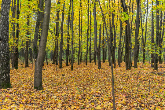 Beautiful autumn forest with yellow maple leaves covering the ground and trees with colorful foliage. Autumn background.