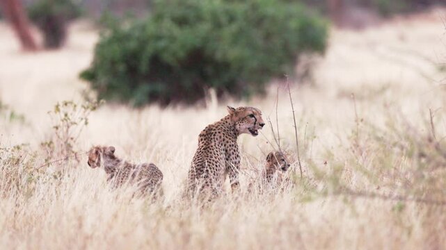 A female cheetah rests beside her cubs and feeds them in Tsavo East National Park, Kenya. A tender wildlife scene showing maternal care in the African savanna.