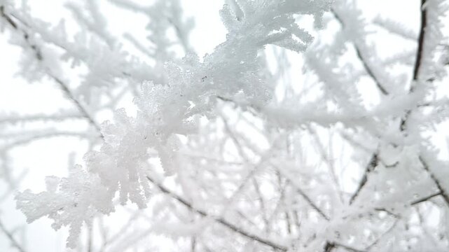 Macro of pointed hoarfrost ice spikes on tree branch, camera tilt, camera pan, macro, high key lighting. Intricacy and tiny world.