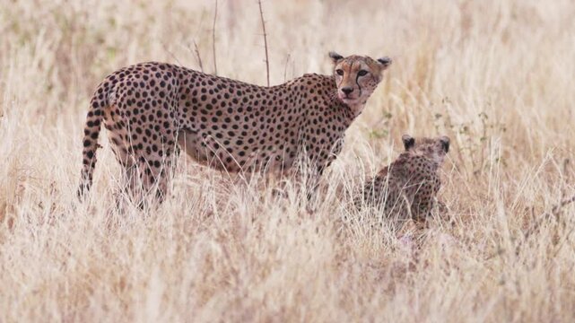 A female cheetah rests beside her cubs and feeds them in Tsavo East National Park, Kenya. A tender wildlife scene showing maternal care in the African savanna.