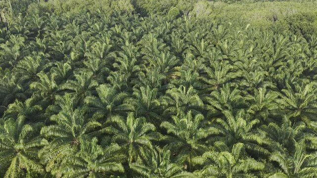 Palm oil plantation tree forest aerial agricultural industry