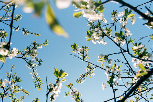 Natural abstract of branches of cherry tree with white blossoms