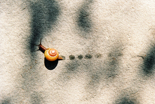 Snail moves slowly across a rock leaving slime trail