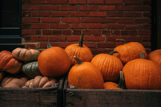 Orange Pumpkins Displayed Against Brick Wall