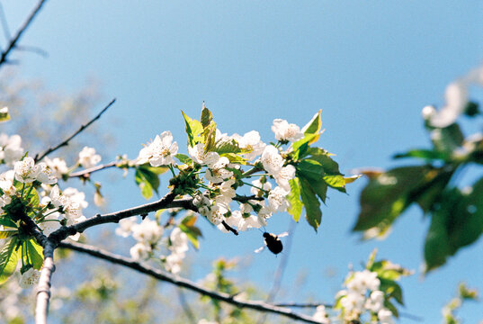 Bumblebee with cherry blossoms in spring