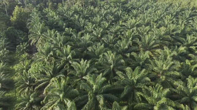 Palm oil plantation tree forest aerial agricultural industry