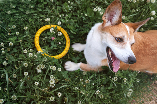 Dog plays in tall grass with a yellow ring toy during a sunny day