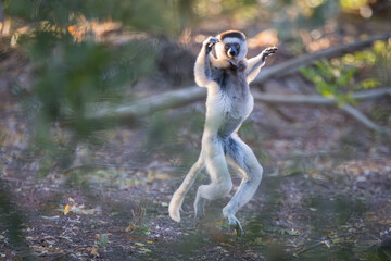 Sifaka - dancing lemur in Madagascar © kalmio