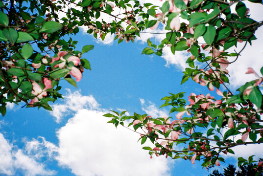 Pink spring blossoms against blue sky