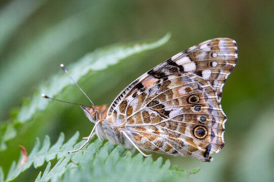 Painted Lady butterfly (Vanessa cardui) resting on green foliagedisplaying the intricate patterned underside of its hindwings and forewings