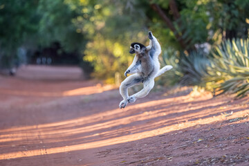Sifaka - dancing lemur in Madagascar © kalmio