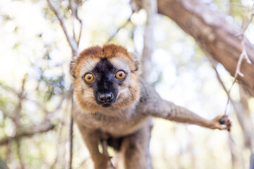 Vulnerable red-fronted brown lemur in Madagascar © kalmio