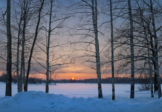 A birch grove with bare branches, snowdrifts, frozen lake, people with sleds in the distance and sunset on blue‑orange sky. Winter. Russia. Nizhniy Novgorod. Lake Svetloyarskoe. January 2026. Photo.