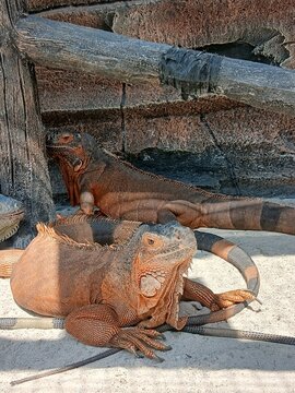 Close up of a brown iguana clinging to a rough textured wall with a wooden beam in the foreground.