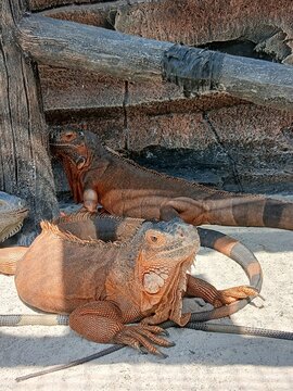 Close-up of a vibrant orange iguana basking in the sun on a textured wooden surface, showcasing its scales and powerful claws.