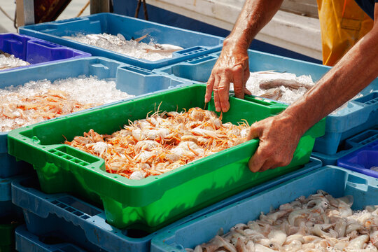 Anonymous fisherman handling crate of fresh crustaceans on ice