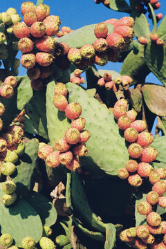 Vibrant Cacti Under Clear Skies in Natural Setting