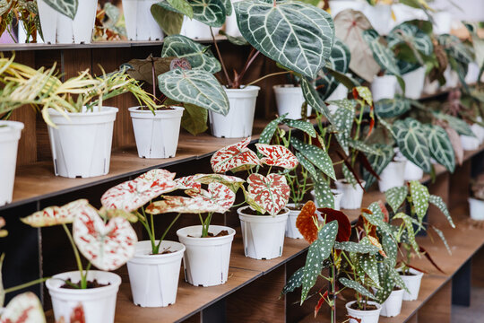 Colorful Tropical Houseplants Displayed in White Pots