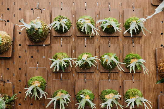 Mounted Staghorn Ferns on Wooden Pegboard