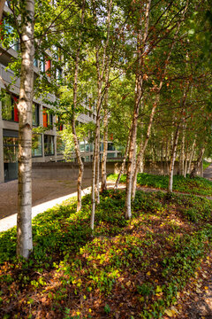 Silver birch trees growing in a brutalist housing development