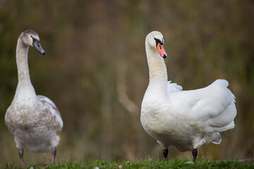 Swans went out for a stroll on the riverbank. © Vital