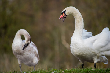Swans went out for a stroll on the riverbank. © Vital