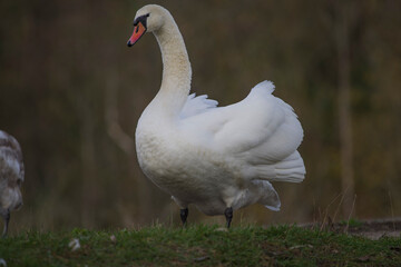 Swans went out for a stroll on the riverbank. © Vital