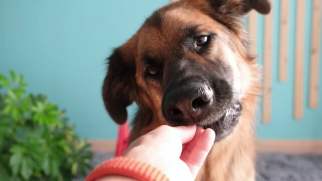 Owner giving dry beef lung treat to dog. Feeding funny german shepherd brown dog. Owner giving his dog training award
