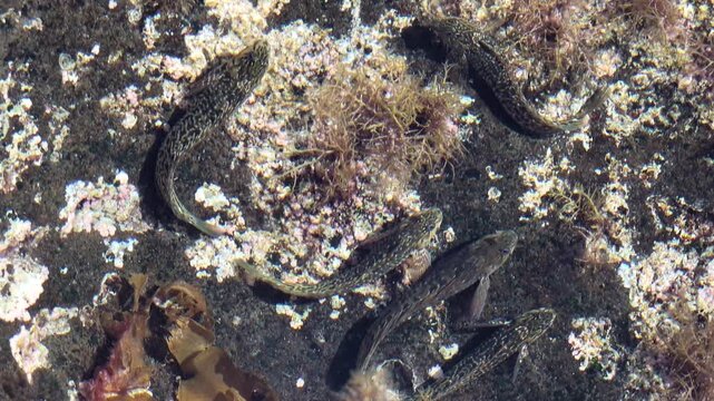 Fische im Gezeitenbecken, Vulkank&uuml;ste auf Fuerteventura, Grundel, Meeresfische, Naturbeobachtung