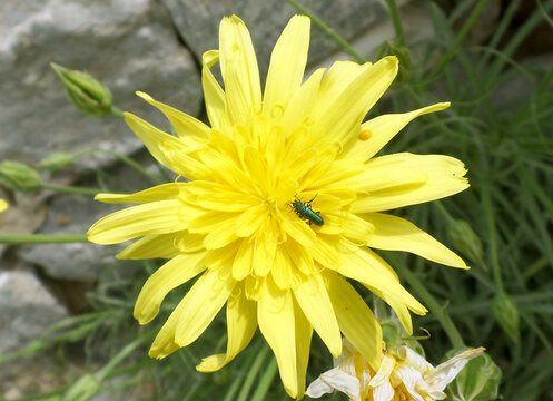 Metallic green false oil beetle Oedemera nobilis on a yellow flower in Greece during spring