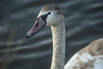 close-up of a swan swimming on a river © Vital