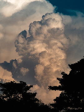 Vertical towering cumulonimbus cloud glowing peach and gold at sunset above dark tree silhouettes, majestic storm cloud rising into deep blue sky