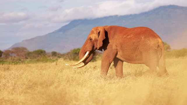 An African elephant uses its trunk to shake dust from dry grass before eating in Tsavo East National Park, Kenya. Natural feeding behavior in the African savanna.