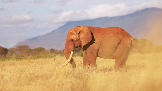 An African elephant uses its trunk to shake dust from dry grass before eating in Tsavo East National Park, Kenya. Natural feeding behavior in the African savanna.