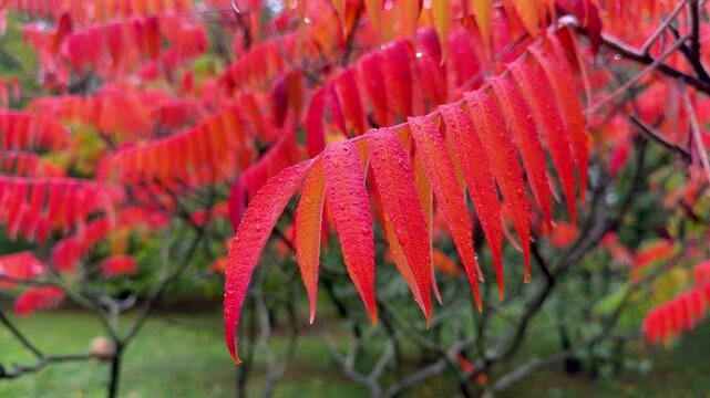 Close-up of Bright Red Sumac Leaves Covered in Dew Drops. Autumnal Beauty in Detail: Rain-Kissed Red Sumac Foliage 