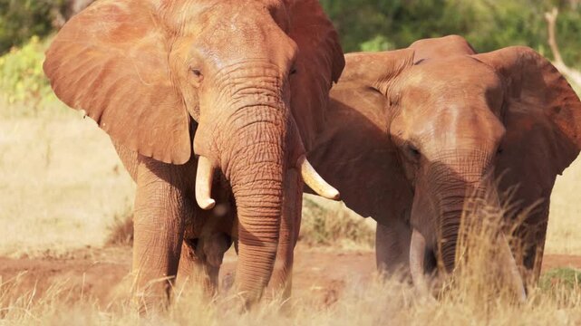 African elephants drinking water at a waterhole in Tsavo East National Park, Kenya. The elephants use their trunks to drink in their natural African habitat.