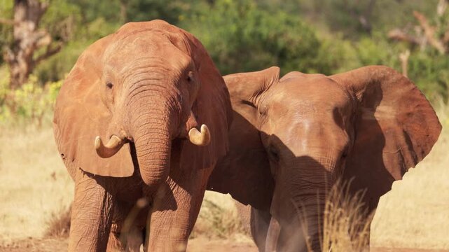 African elephants drinking water at a waterhole in Tsavo East National Park, Kenya. The elephants use their trunks to drink in their natural African habitat.