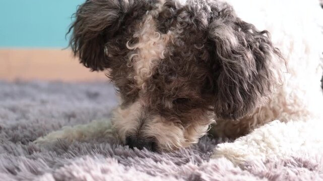 cute mix poodle and bichon frise dog chewing dried beef tripe piece treat lying on gray fluffy rug at home, slow motion